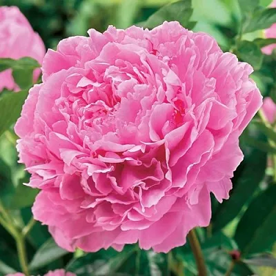 Пион МИСС ЭКХАРТ травянистый  Пион МИСС ЭКХАРТ травянистый в Химках