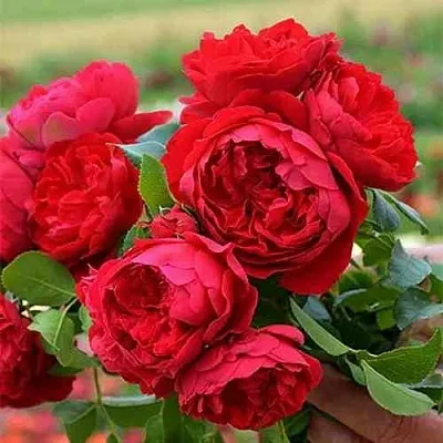 Саженцы роз ФЛОРЕНТИНА плетистая  Саженцы роз ФЛОРЕНТИНА плетистая в Химках