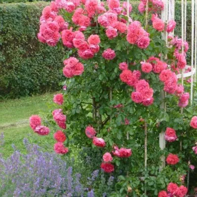 Саженцы роз РОЗЕУМ ЮТЕРСОН плетистая в Химках