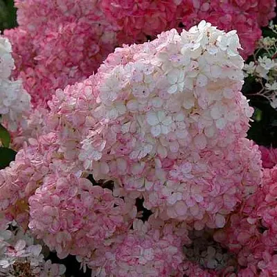 Гортензия САНДЕЙ ФРАЙЗ метельчатая  Гортензия САНДЕЙ ФРАЙЗ метельчатая в Химках