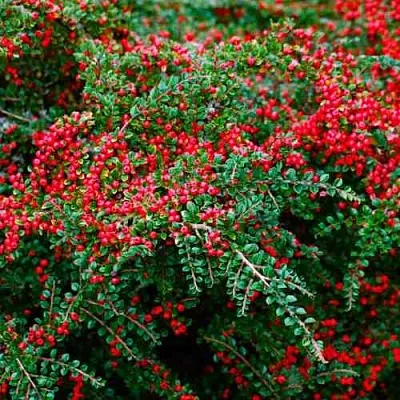 Кизильник горизонтальный  Кизильник горизонтальный в Химках