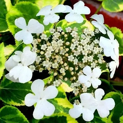 Гортензия МИРАНДА черешковая  Гортензия МИРАНДА черешковая в Химках