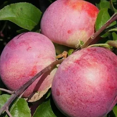 Яблоня БЕЛОРУССКОЕ МАЛИНОВОЕ в Химках