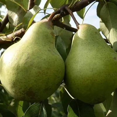 Саженцы груши Завея