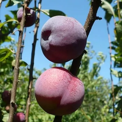 Плумкот ВЕЙ ВОНГ  Плумкот ВЕЙ ВОНГ в Химках