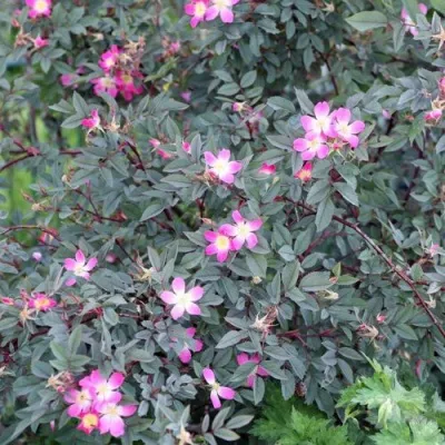 Саженцы роз сизая — описание сорта Саженцы роз сизая в Химках