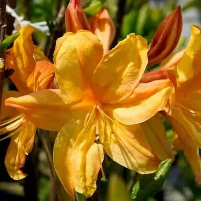 Азалия ГОЛДЕН ЛАЙТС листопадная  Азалия ГОЛДЕН ЛАЙТС листопадная в Химках