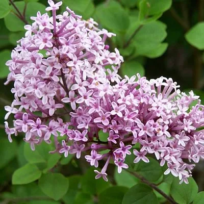 Сирень ПАЛИБИН  в Химках