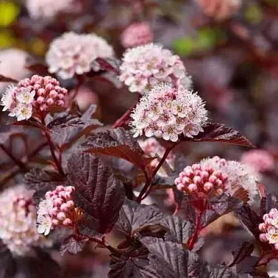 Пузыреплодник АНДРЕ   Пузыреплодник АНДРЕ  в Химках