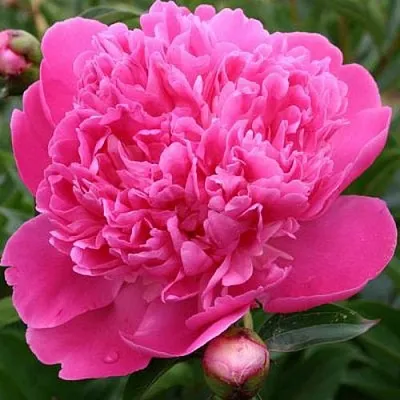 Пион ЭДУЛИС СУПЕРБА травянистый  Пион ЭДУЛИС СУПЕРБА травянистый в Химках