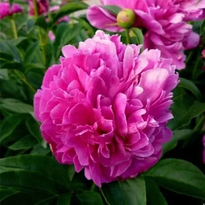 Пион ФЕЛИКС КРАУССЕ травянистый  Пион ФЕЛИКС КРАУССЕ травянистый в Химках