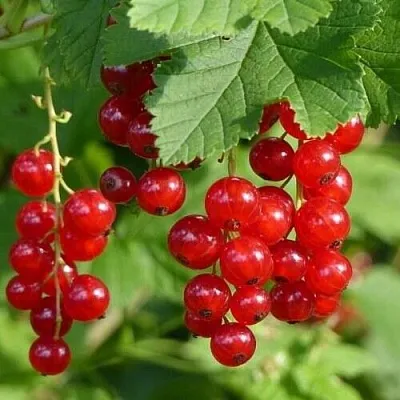 Смородина красная РОНДОМ в Химках