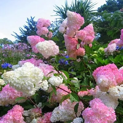 Гортензия ВАНИЛЛА ФРАЙЗ метельчатая  Гортензия ВАНИЛЛА ФРАЙЗ метельчатая в Химках