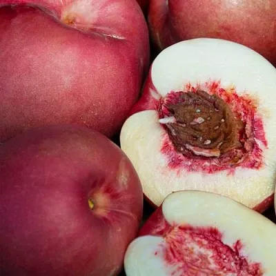 НЕКТАПЛЮМ  НЕКТАПЛЮМ в Химках