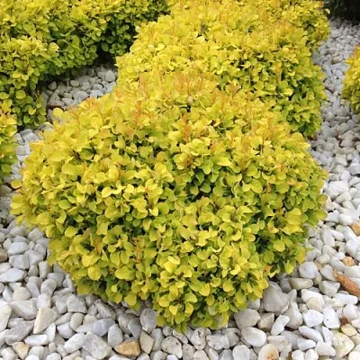 Барбарис БОНАНЗА ГОЛД тунберга в Химках