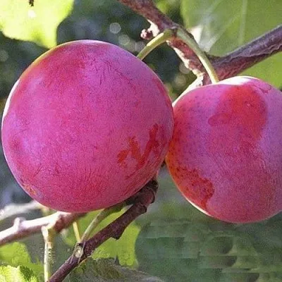 Слива ДЕЛИКАТНАЯ  Слива ДЕЛИКАТНАЯ в Химках