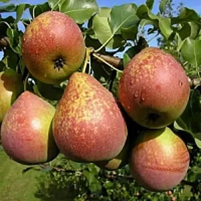 Груша МРАМОРНАЯ в Химках