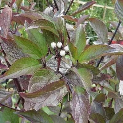 Дерен КЕССЕЛЬРИНГИ  Дерен КЕССЕЛЬРИНГИ в Химках