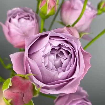 Саженцы роз ЛАВЕНДЕР БАБЛС спрей  Саженцы роз ЛАВЕНДЕР БАБЛС спрей в Химках