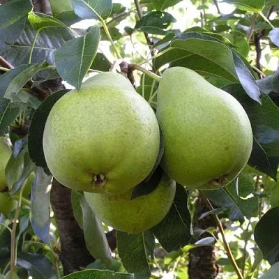 Груша МАСЛЯНИСТАЯ ЛЕТНЯЯ в Химках