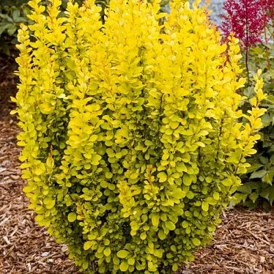 Барбарис ГОЛДЕН ТОРЧ тунберга в Химках