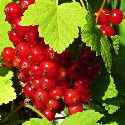 Смородина красная ГАЗЕЛЬ в Химках