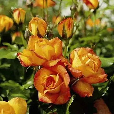 Саженцы роз САХАРА плетистая  Саженцы роз САХАРА плетистая в Химках