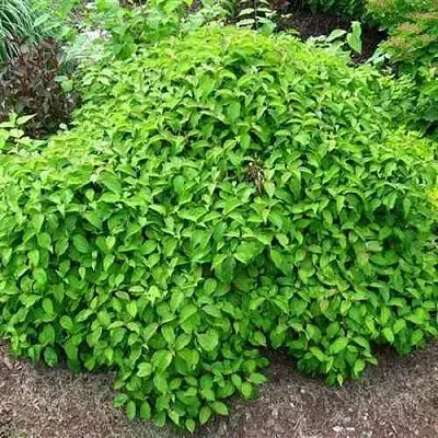 Дерен КЕЛСЕИ шелковистый   Дерен КЕЛСЕИ шелковистый  в Химках