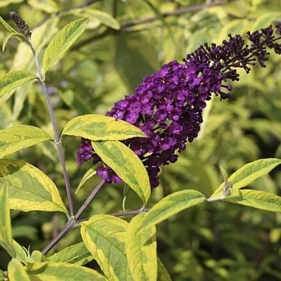 Буддлея давида САНТАНА  в Химках