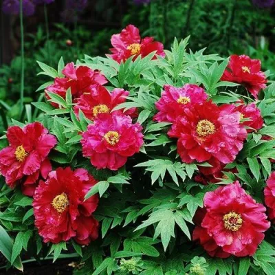 Пион КРАСНЫЙ ЛОТОС древовидный в Химках