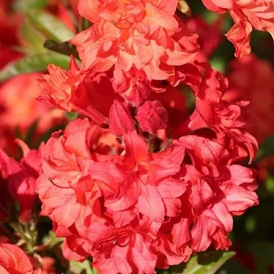 Азалия ФОЙЕРКОПФЕН крупноцветковая  Азалия ФОЙЕРКОПФЕН крупноцветковая в Химках