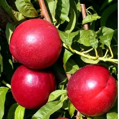 Нектарин ХАРКО  Нектарин ХАРКО в Химках