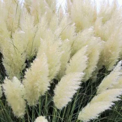 Кортадерия белая (пампасная трава) в Химках
