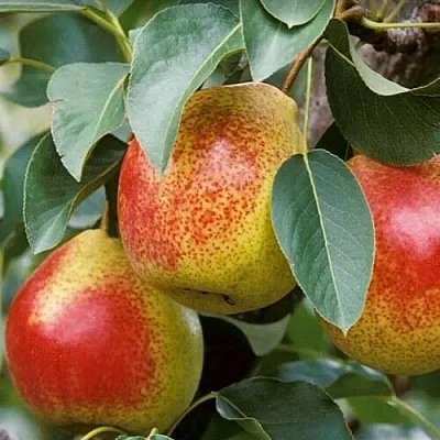 Груша ГОРНАЯ КРАСАВИЦА в Химках