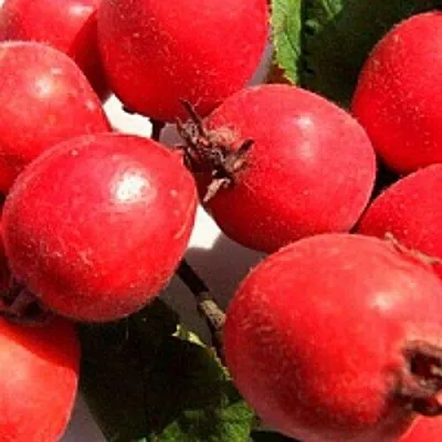 Боярышник КРУПНОПЛОДНЫЙ  Боярышник КРУПНОПЛОДНЫЙ в Химках