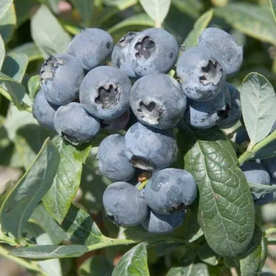 Голубика БРИГИТТА — описание сорта Голубика БРИГИТТА в Химках