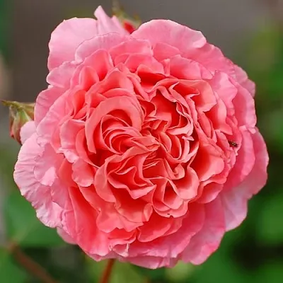 Саженцы роз ЛОРАН КАБРОЛЬ шраб  Саженцы роз ЛОРАН КАБРОЛЬ шраб в Химках