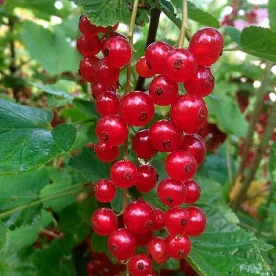 Смородина красная КОНСТАНТИНОВСКАЯ в Химках