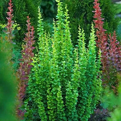 Барбарис ЭРЕКТА тунберга в Химках