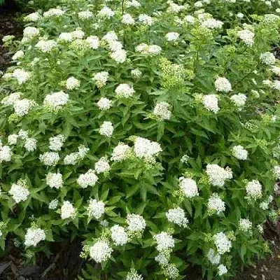 Спирея АЛЬБИФЛОРА японская  Спирея АЛЬБИФЛОРА японская в Химках