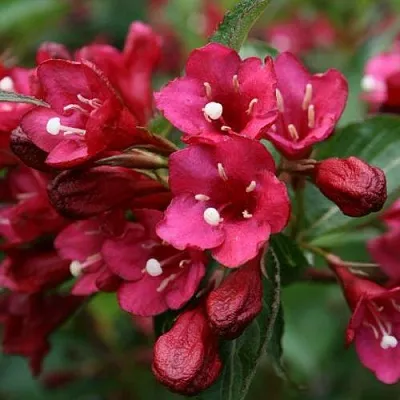 Вейгела ЕВА РАТКЕ в Химках