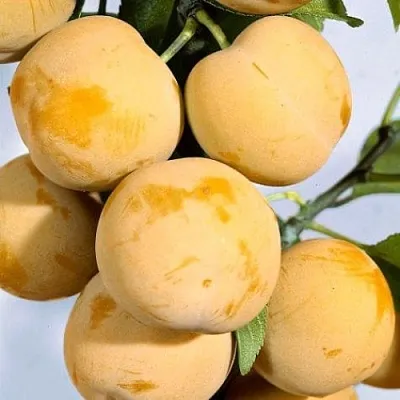 Слива РЕНКЛОД ранний  Слива РЕНКЛОД ранний в Химках