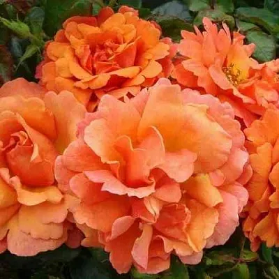 Саженцы роз БРИДЖ ОФ САЙЗ плетистая  Саженцы роз БРИДЖ ОФ САЙЗ плетистая в Химках