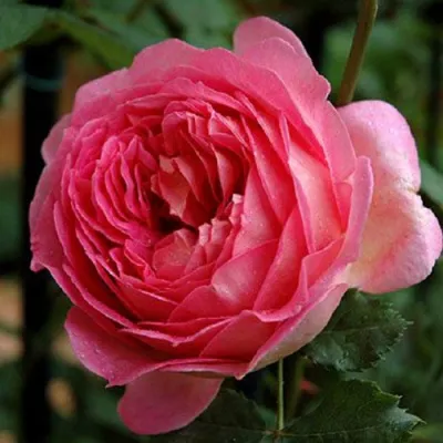 Саженцы роз ДЖУБИЛИ СЕЛЕБРЕЙШН английская в Химках