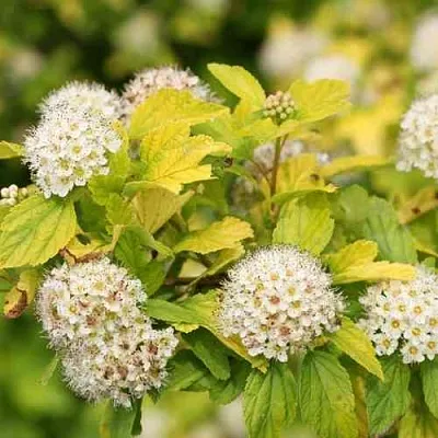 Пузыреплодник АНГЕЛ ГОЛД  Пузыреплодник АНГЕЛ ГОЛД в Химках