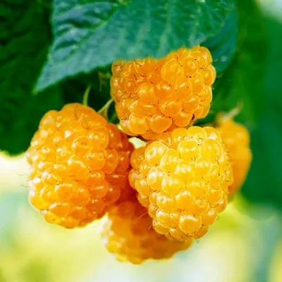 Малина МЕДОВАЯ в Химках