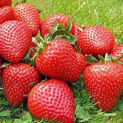 Клубника ЭЛИАНЕ в Химках