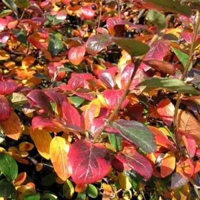 Кизильник блестящий — описание сорта Кизильник блестящий в Химках