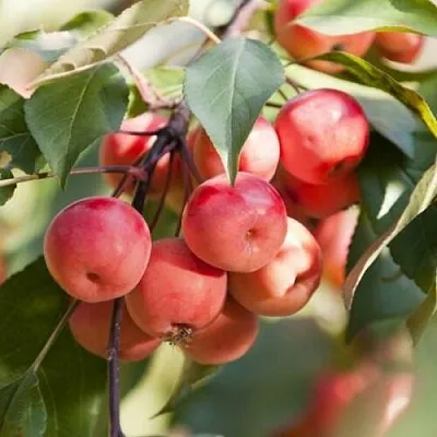 Яблоня ВИШНЕПЛОДНАЯ декоративная в Химках
