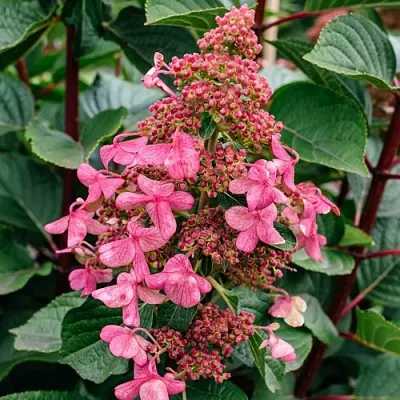 Гортензия ИНФИНИТИ метельчатая  Гортензия ИНФИНИТИ метельчатая в Химках